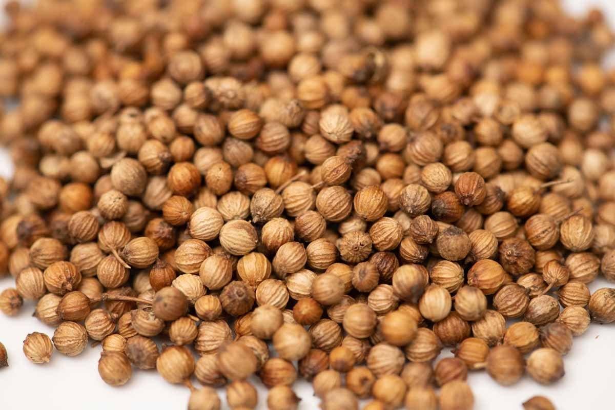Whole coriander seeds spice close-up on white background, aromatic seasoning for cooking