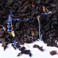 Loose leaf black tea blend with blue cornflower petals on a white background